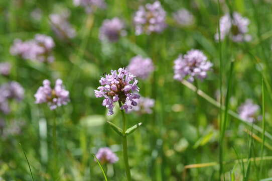 Image of Valeriana congesta (Lindl.) Byng & Christenh.