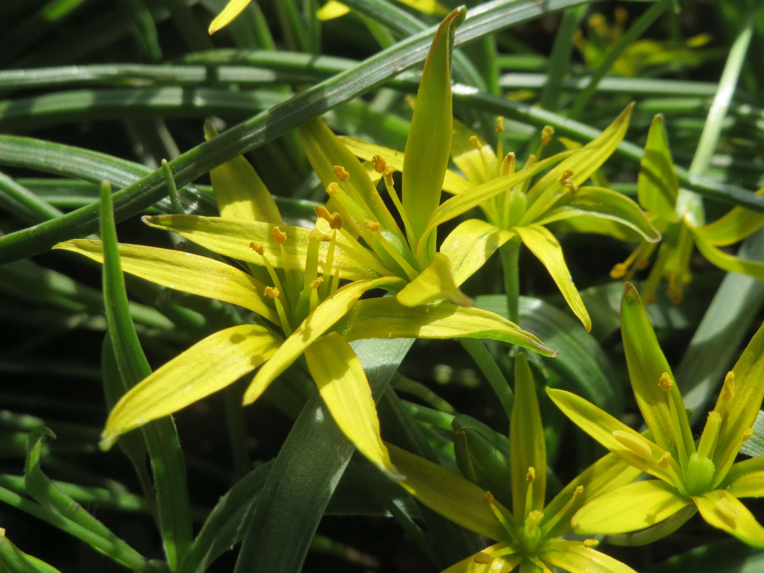 Image of field star-of-bethlehem