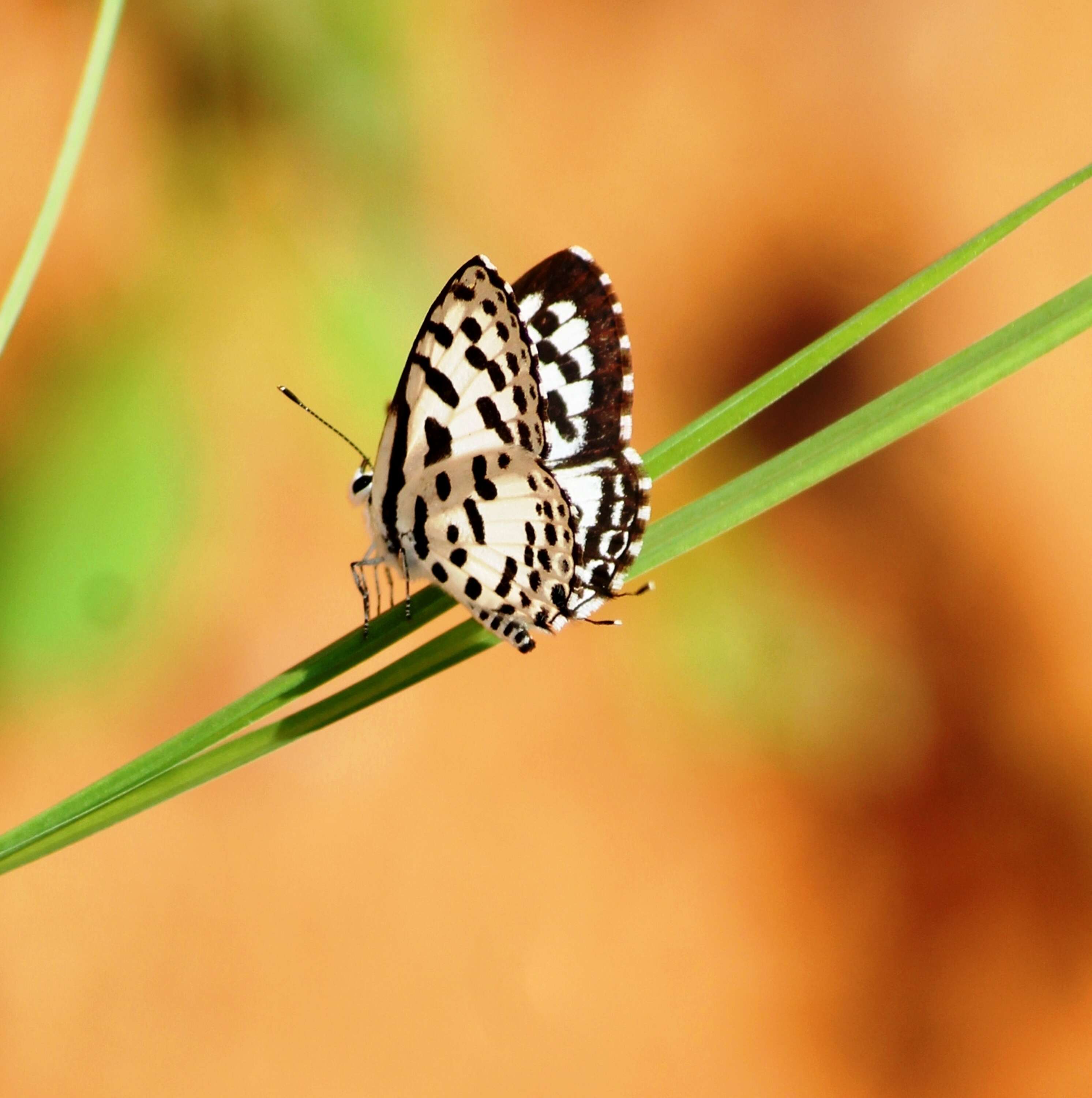 Image of Common Pierrot