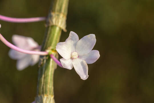 Image of Shoe-lipped Dendrobium