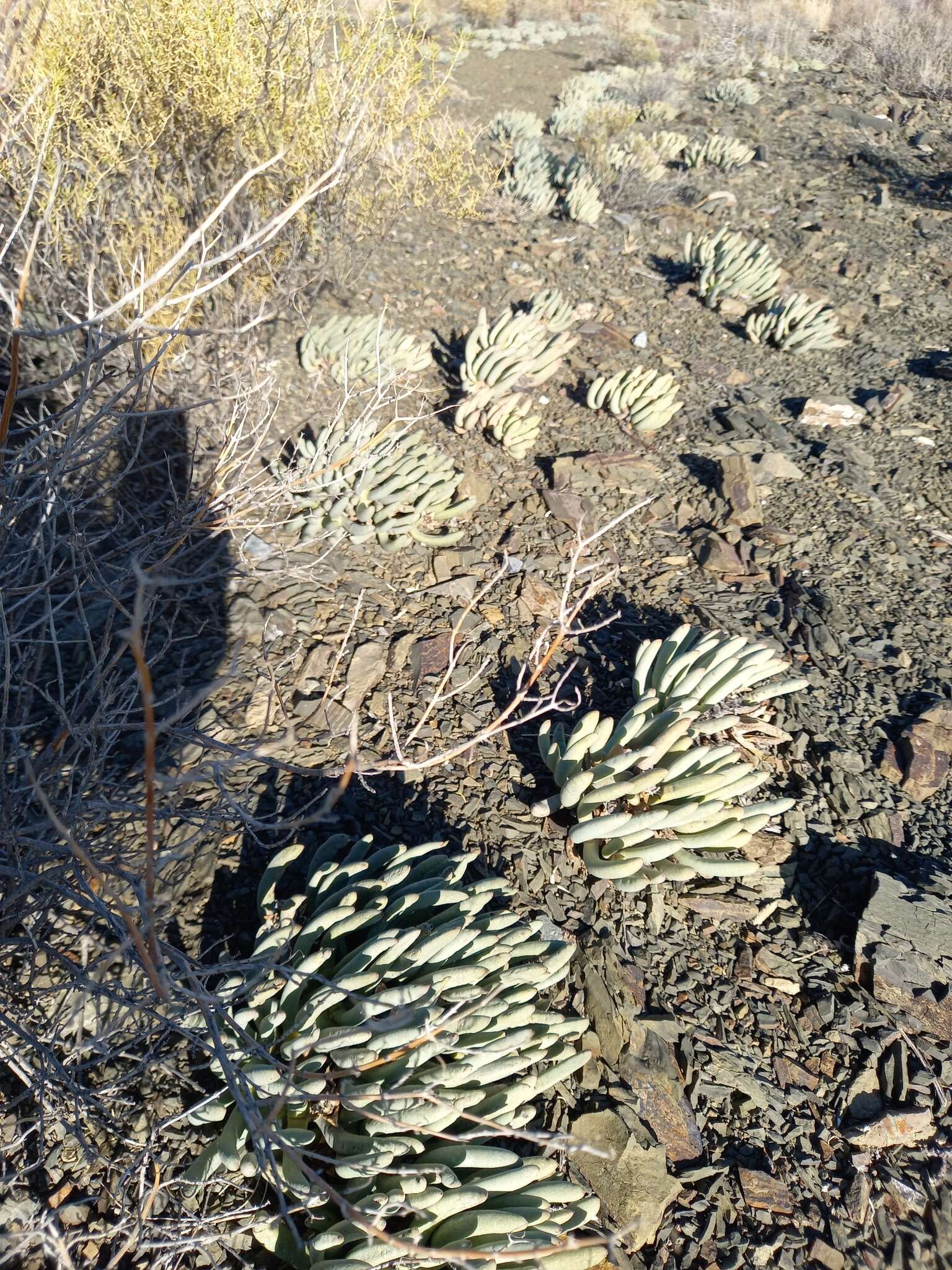 Image of Cylindrophyllum tugwelliae L. Bol.