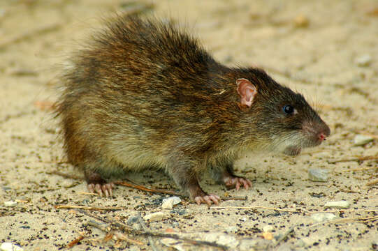 Image of Greater Bandicoot Rat