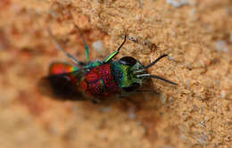 Imagem de Chrysis viridula L.