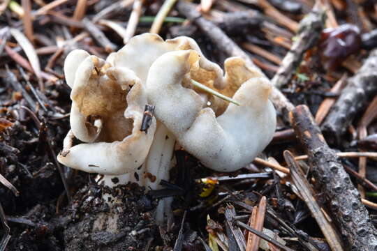 Image of Helvella maculata N. S. Weber 1975