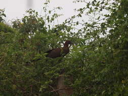 Image of Rufous-headed Chachalaca