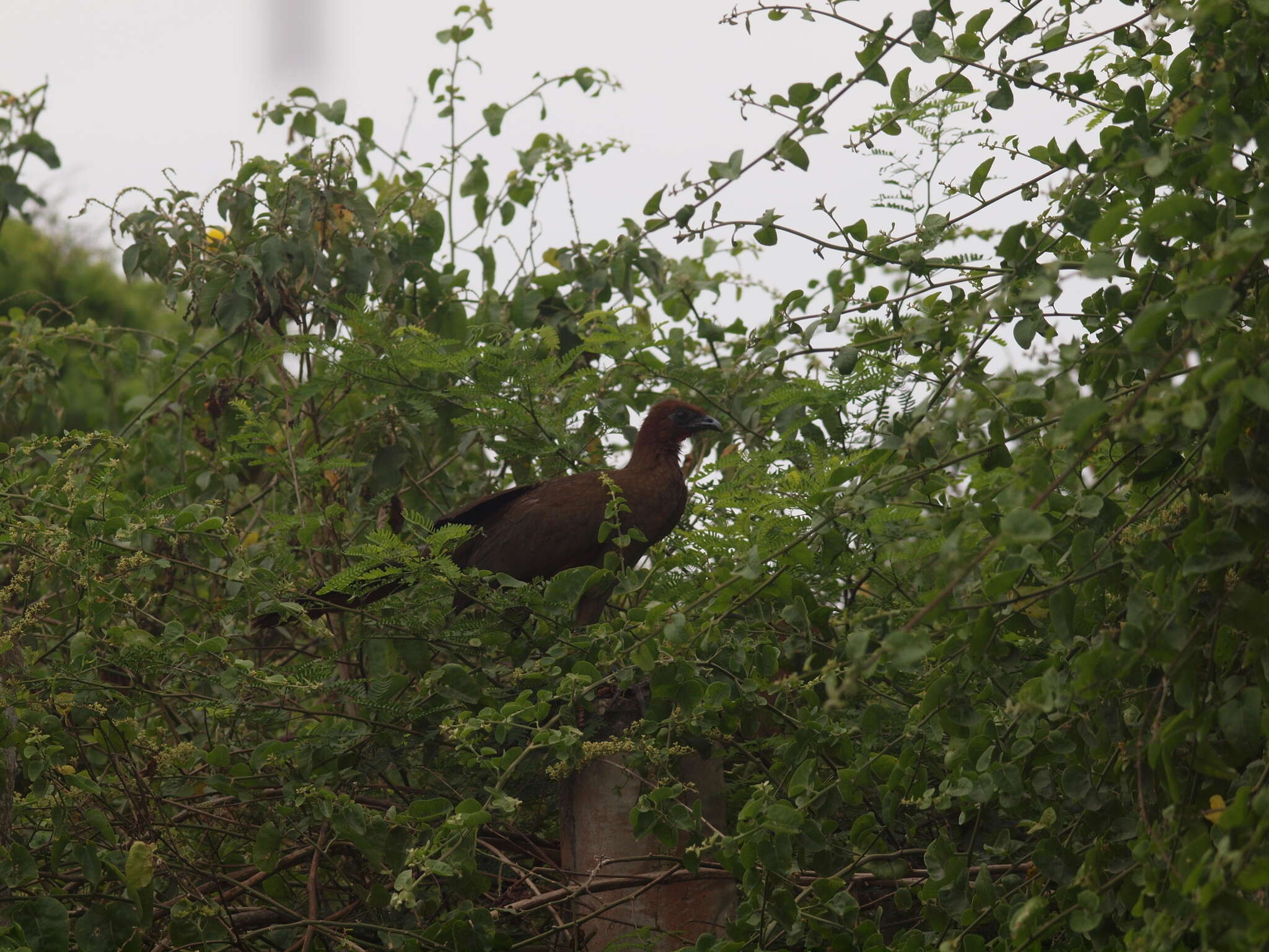 Image of Rufous-headed Chachalaca