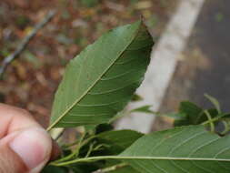 Image of Formosan alder