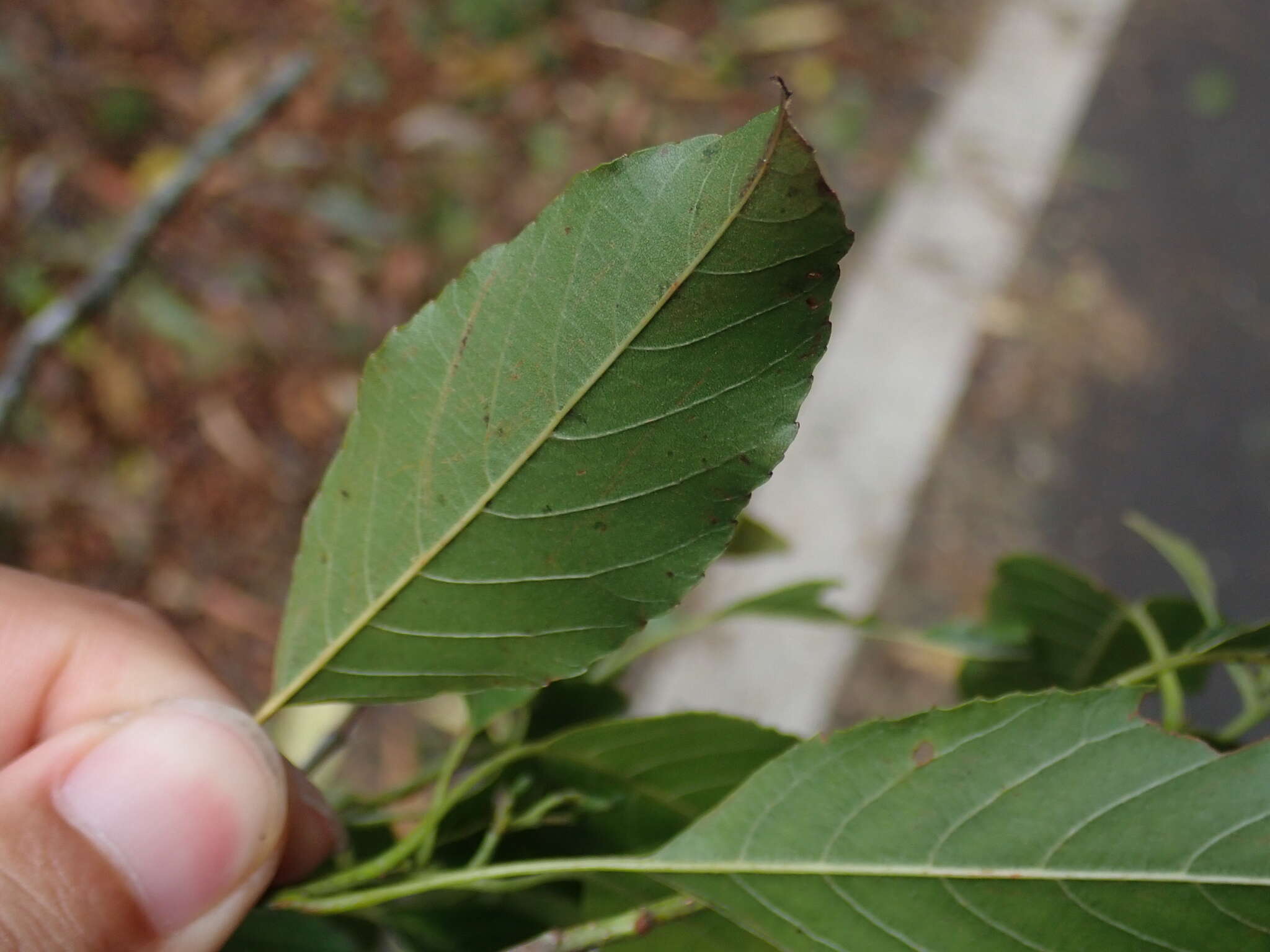 Imagem de Alnus formosana (Burkill) Makino