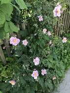 Image of Japanese Thimbleweed