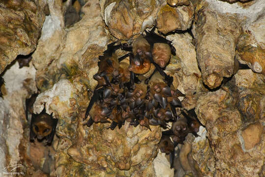 Plancia ëd Hipposideros larvatus poutensis J. A. Allen 1906