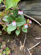 Image of Gaultheria adenothrix (Miq.) Maxim.