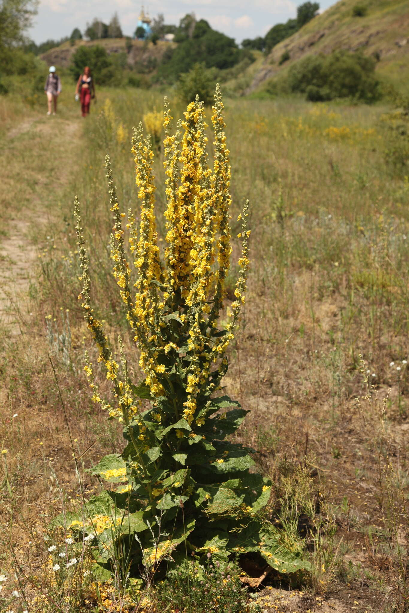 Image of Verbascum denudatum Pfund