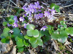 Image of American liverleaf