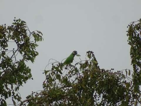 Image of Senegal Parrot