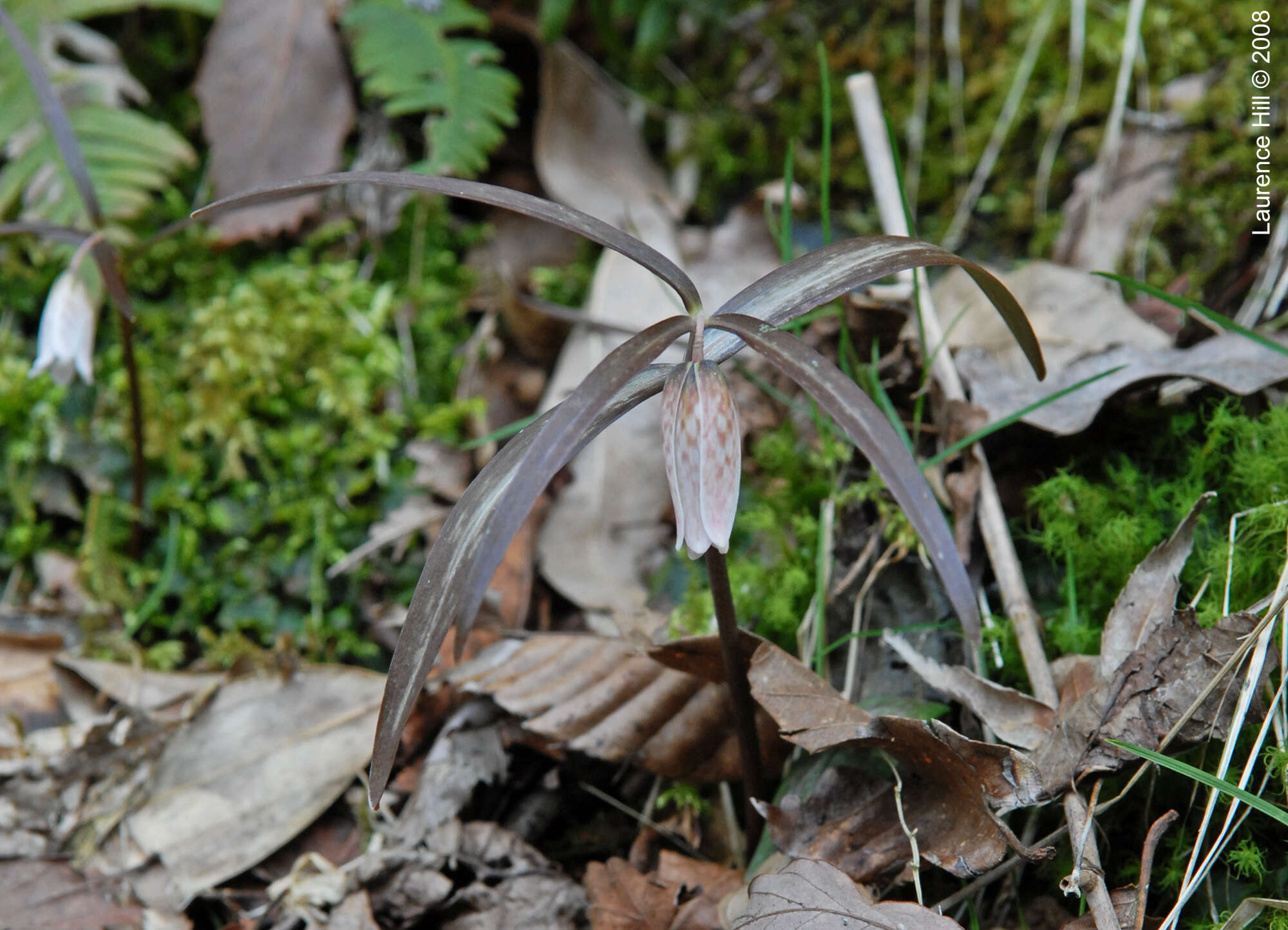Image of Fritillaria shikokiana Naruh.