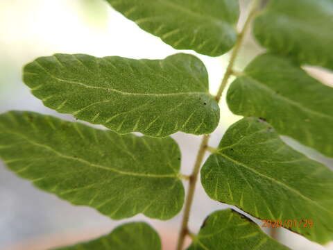 Imagem de Goniopteris retroflexa (L.) Salino & T. E. Almeida