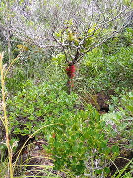 Imagem de Amyema scandens (Tieghem) Danser