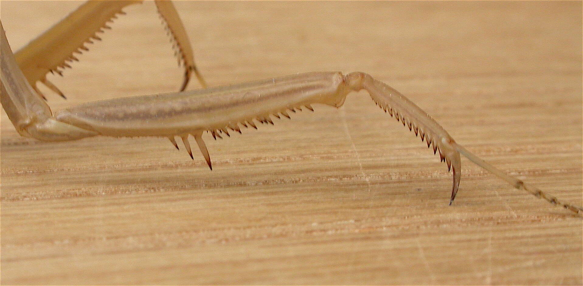 Image of Purple-winged mantis