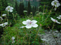 Imagem de Geranium richardsonii Fisch. & Trautv. ex Fisch., C. A. Mey. & Trautv.