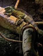 Image of Green iguana