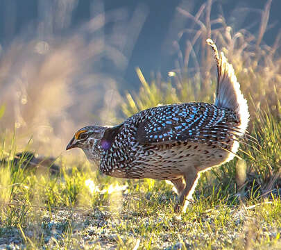 Image of Sharp-tailed Grouse