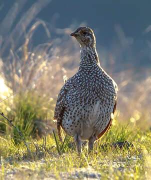 Image of Sharp-tailed Grouse