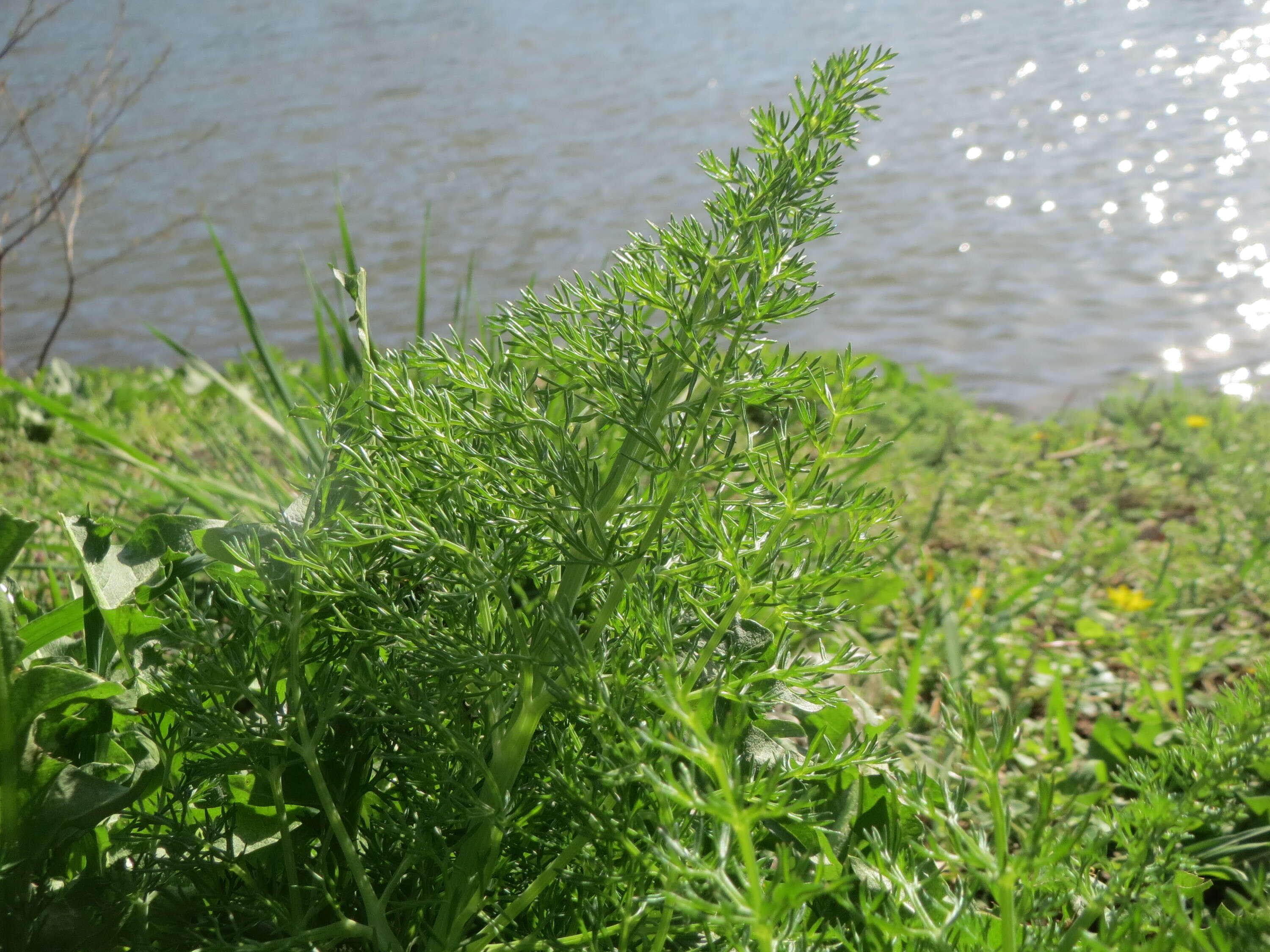 Image of dill