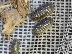 Image of Armadillidium quinquepustulatum Budde-Lund 1885