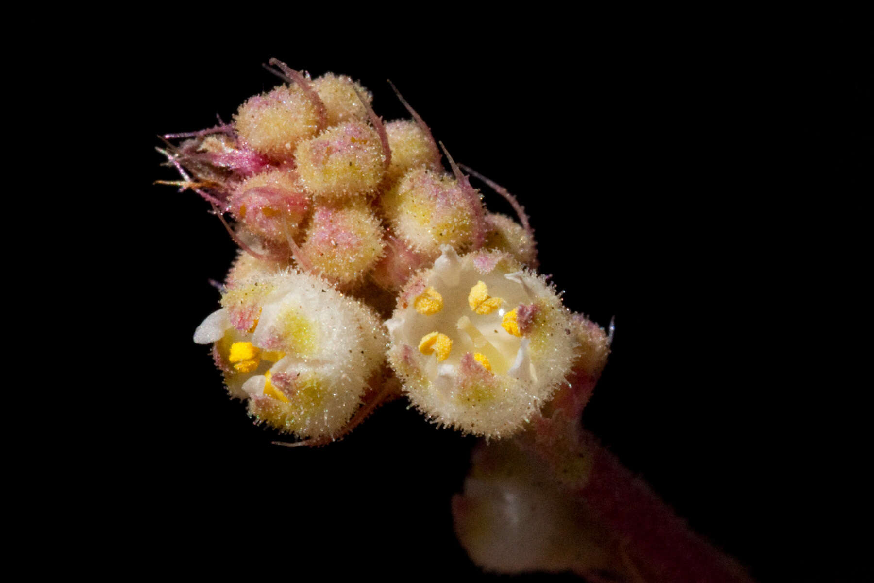 Image de Heuchera soltisii R. A. Folk & P. J. Alexander