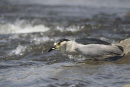 Image of Night Herons