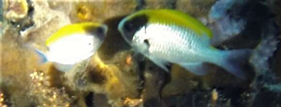 Image of Black-headed chromis