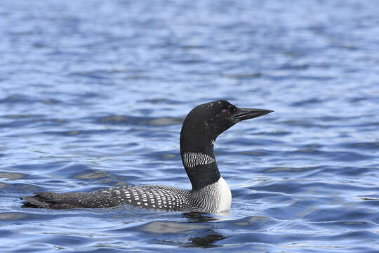 Image of loons