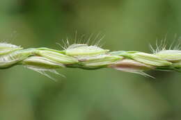 Image of Asian crabgrass