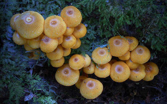 Image of Mycena leaiana (Berk.) Sacc. 1891