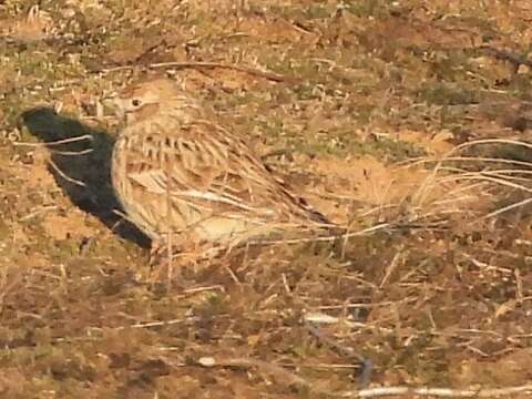 Image of White-winged Lark