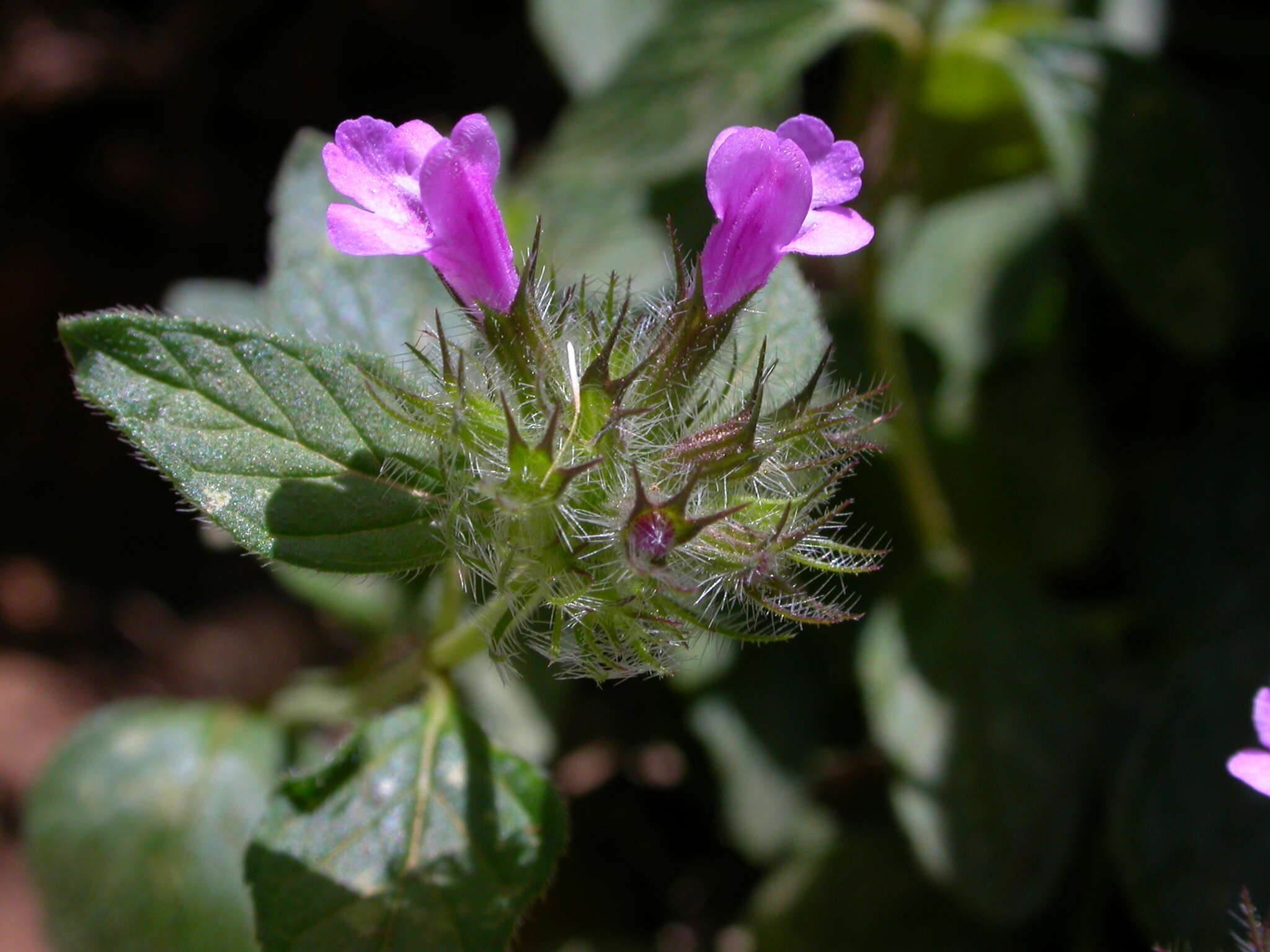 Слика од Clinopodium vulgare subsp. orientale Bothmer