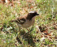 Image of sparrow-weaver