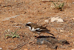 Image of sparrow-weaver