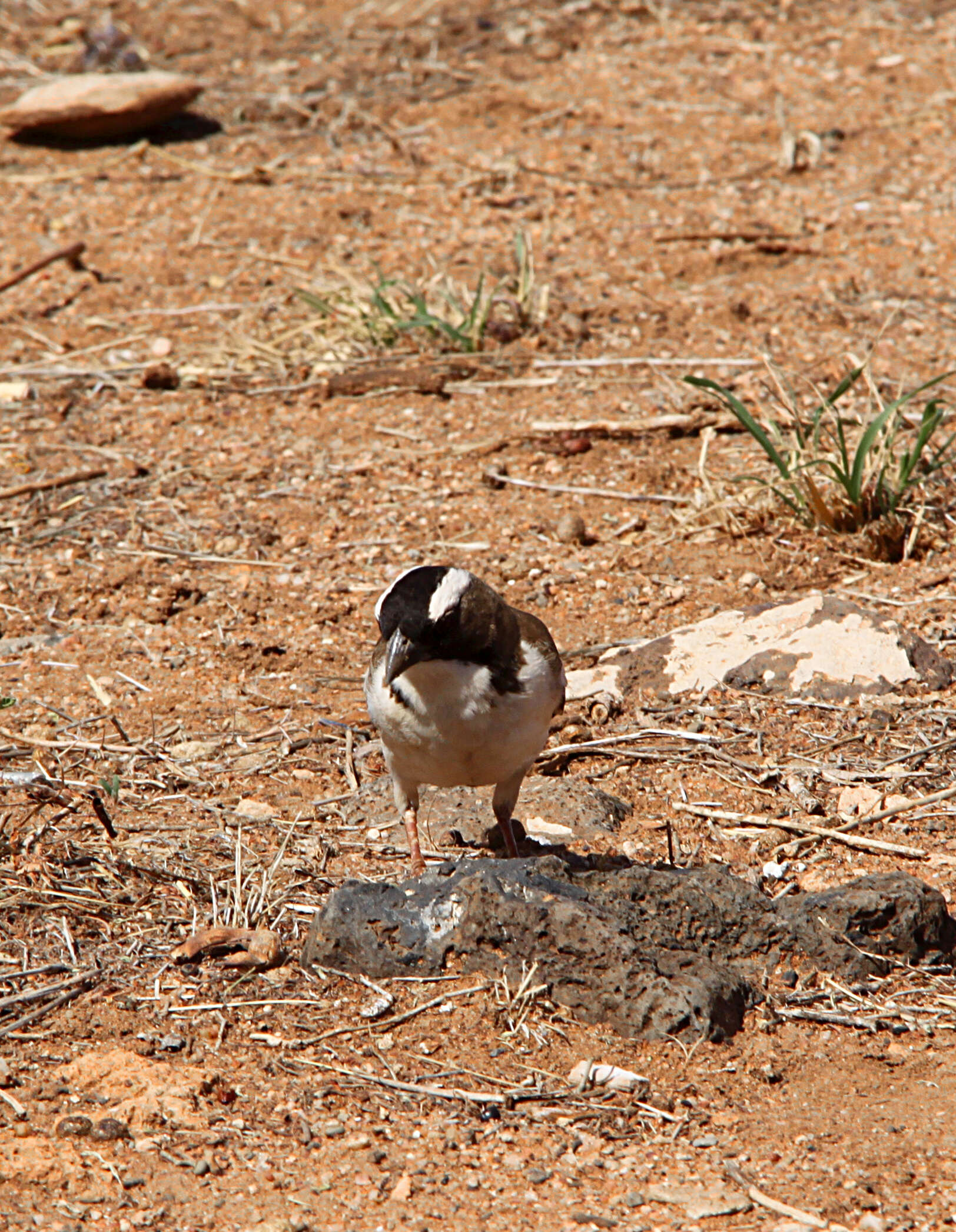 Image of sparrow-weaver