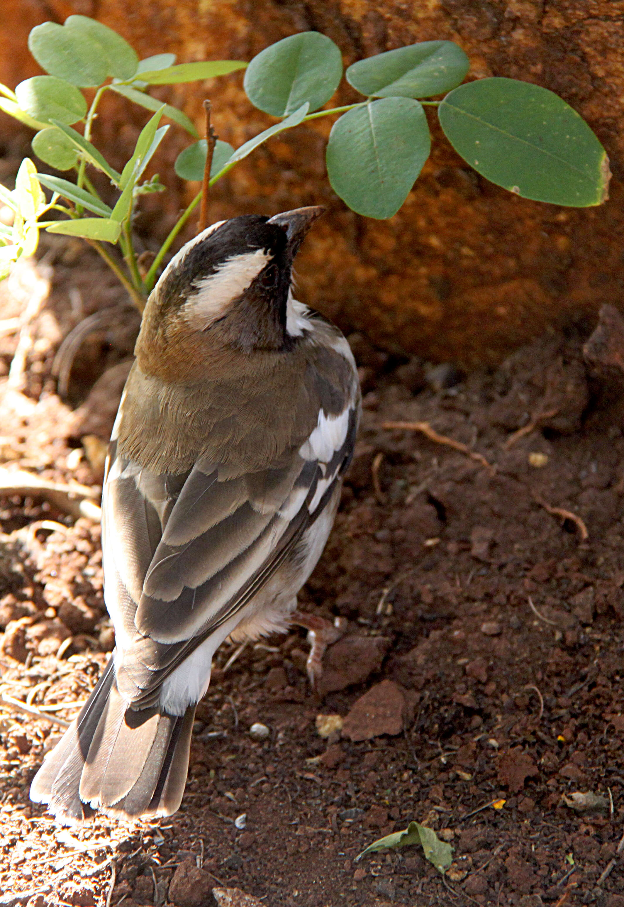 Image of sparrow-weaver