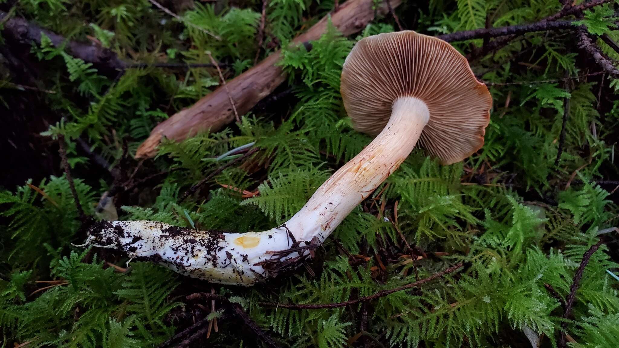 Imagem de Cortinarius rubicundulus (Rea) A. Pearson 1946