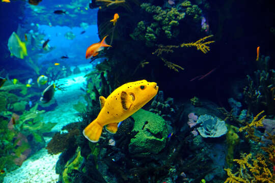 Image of Black Spotted Blow Fish