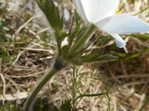 Image of Pulsatilla alpina subsp. millefoliata (Bertol.) D. M. Moser