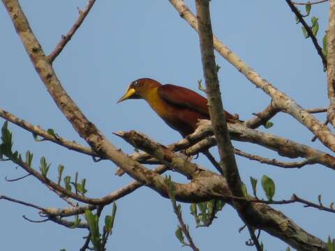 Image of Casqued Oropendola