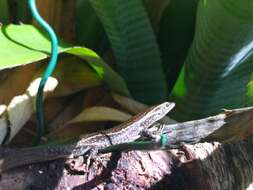 Image of Mottled Snake-eyed Skink