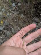 Image of smallflower dwarf-flax