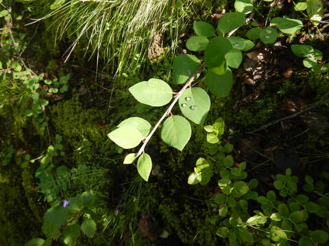 Imagem de Cotoneaster cinnabarinus Juz.