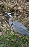 Image of Great Blue Heron