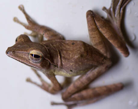 Image of Common Tree Frog