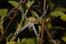 Image of Argiope australis (Walckenaer 1805)